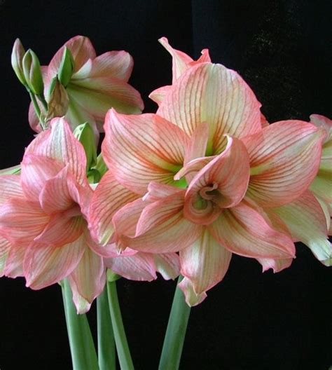 amaryllis zombie|amaryllis zombie plant.